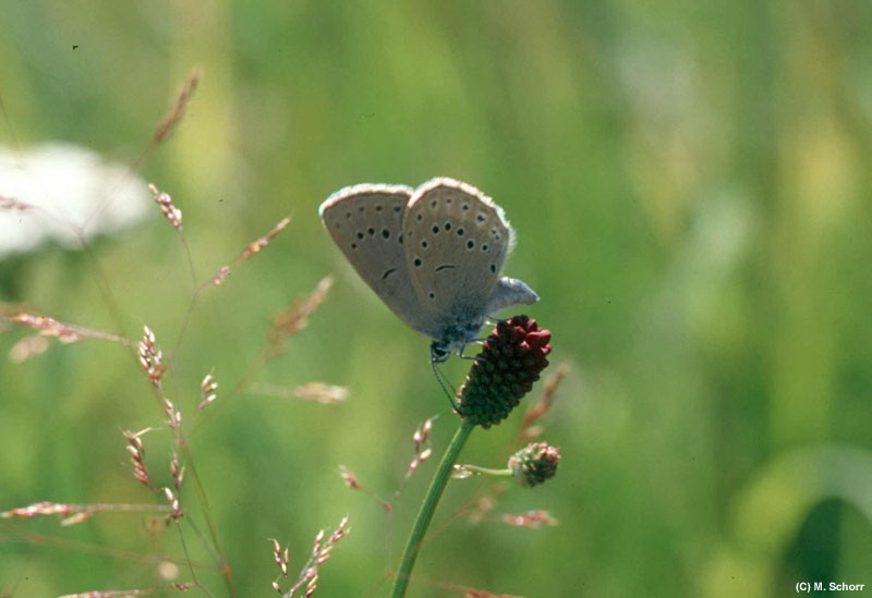 Heller Wiesenknopf-Ameisenblaeuling